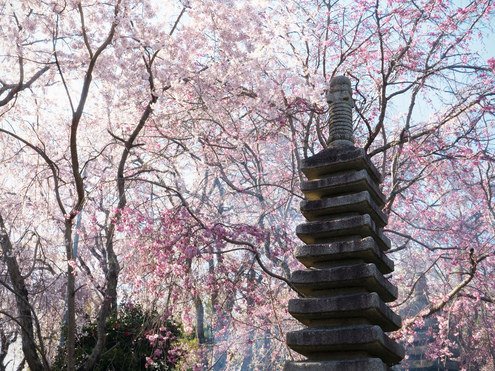 佐野藤右衛門2023桜守: 京都♾KYOTO old and new